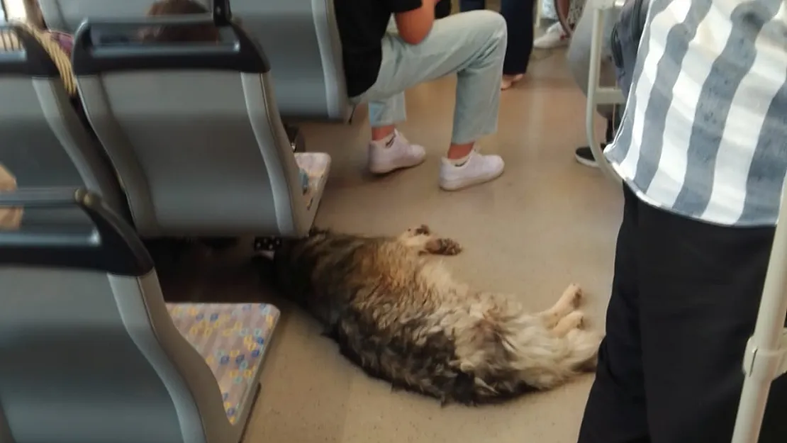 Sıcaktan Bunalan Köpek Tramvaya Sığındı