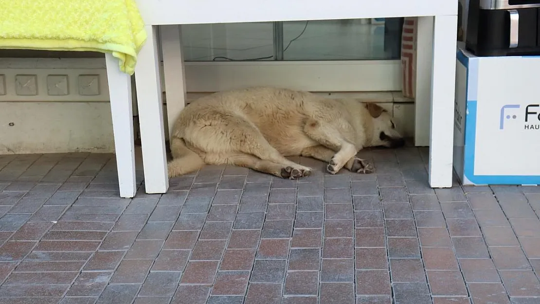 Sıcaktan yorgun düşen sevimli köpek masa altına sığındı