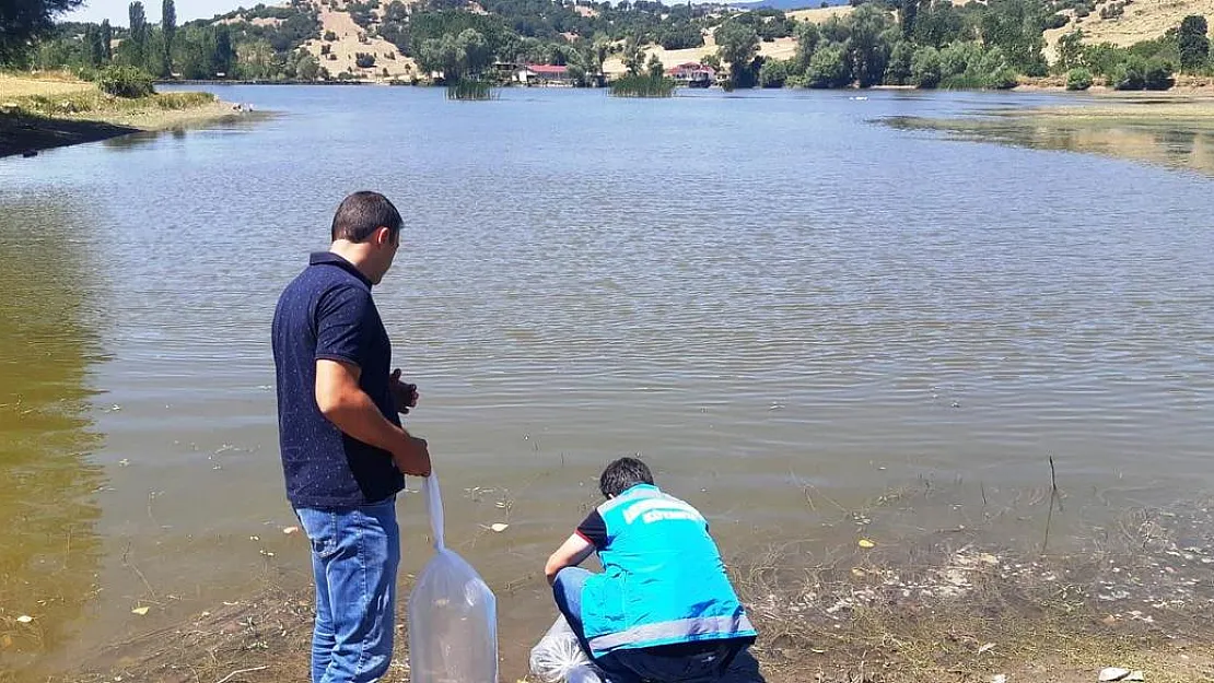 Simav'da 10 gölete 30 bin yavru sazan balığı bırakıldı