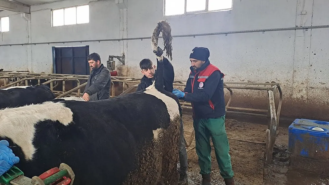 Sinanpaşa'da Ari Başvurusu İçin Hayvanlara Test Yapıldı