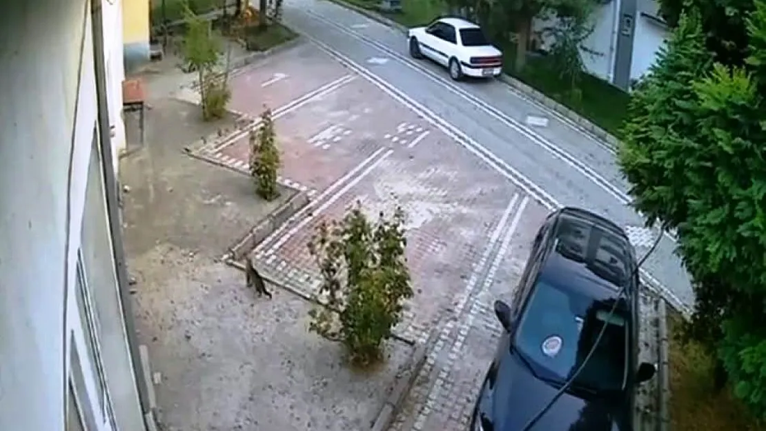 Sındırgı'daki Depremi Hissederek Hızla Uzaklaşan Kedi Kameralara Yansıdı