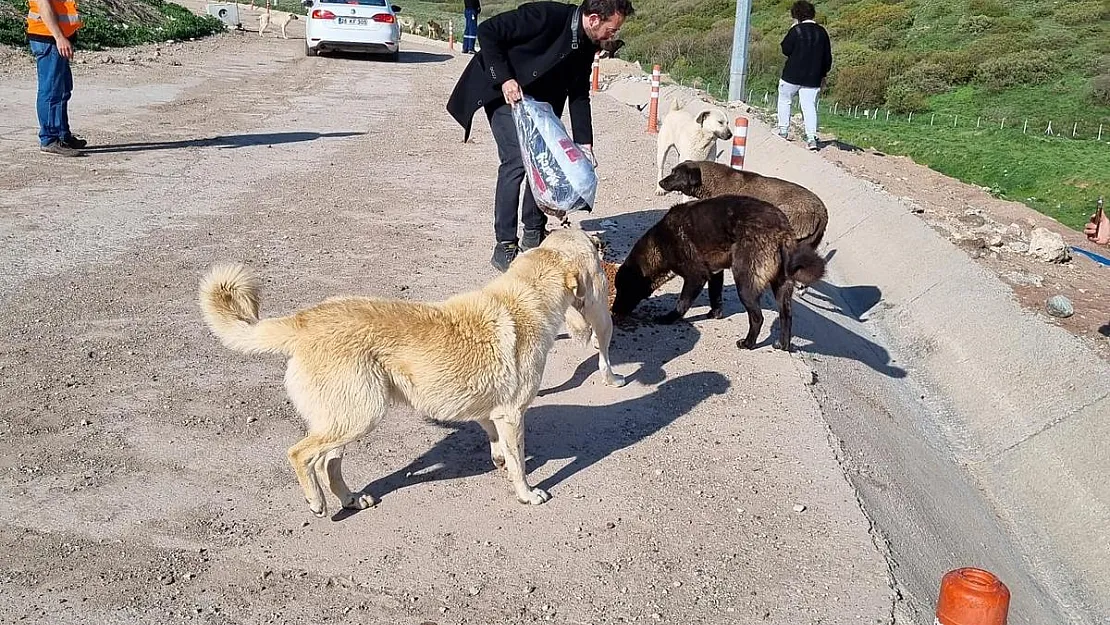 Sokak hayvanları için sosyal sorumluluk projesi