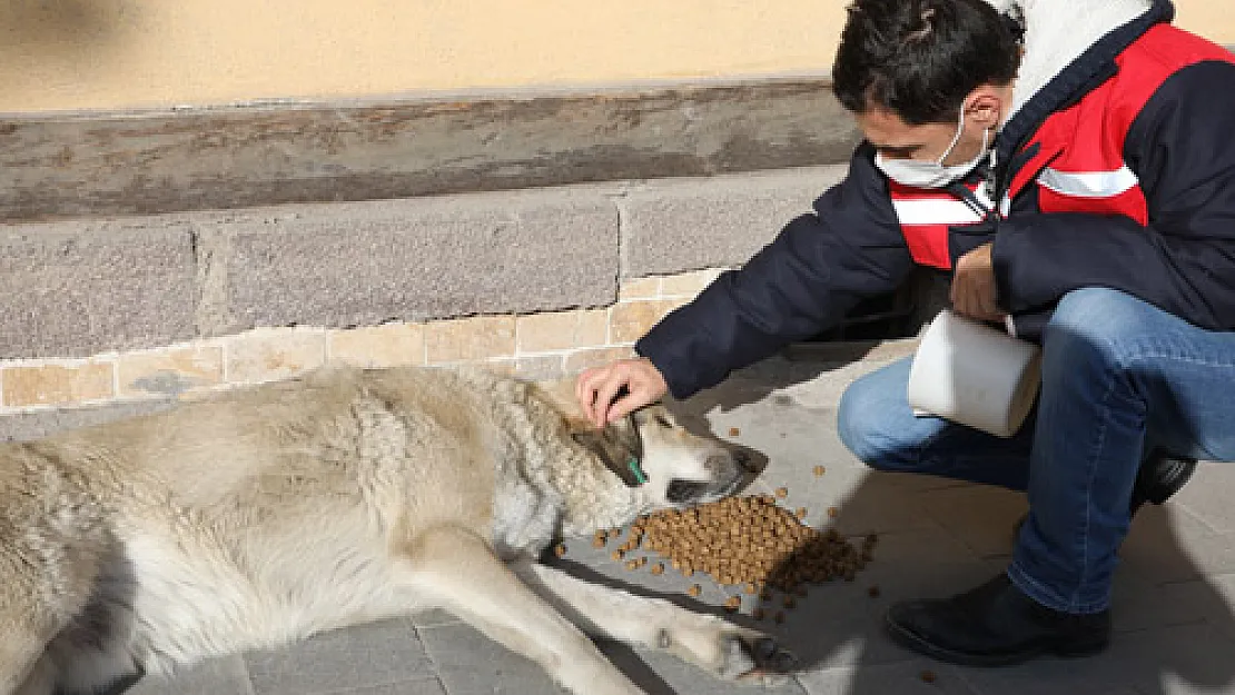 Sokak hayvanları unutulmadı