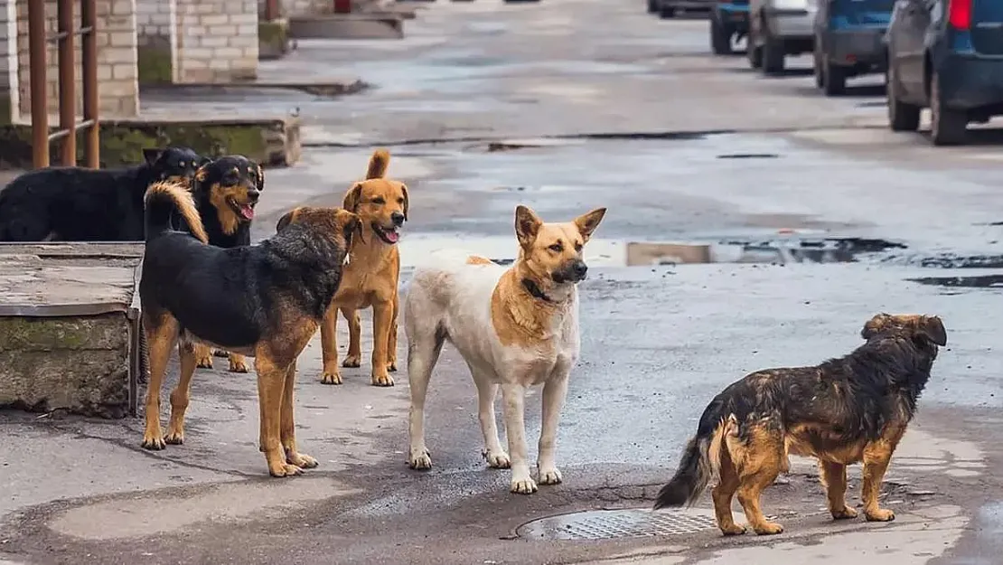 Sokak Hayvanlarından Kim Sorumludur?