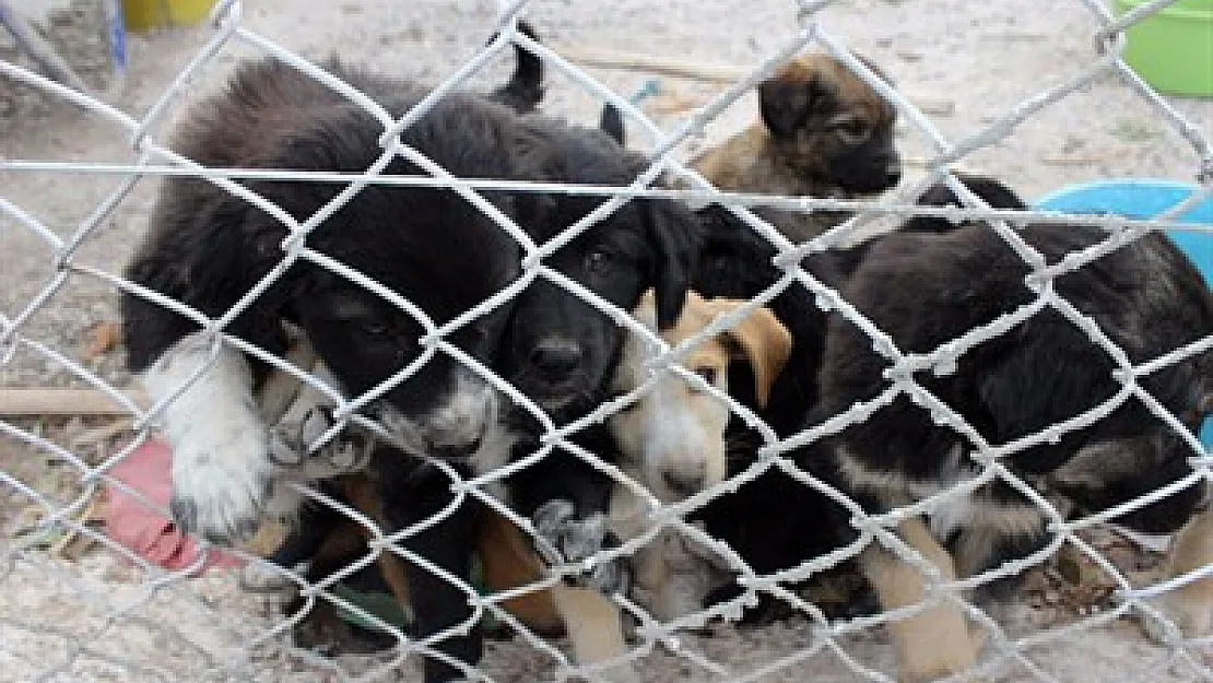 Sokak Köpekleri Barınağı hizmete girdi