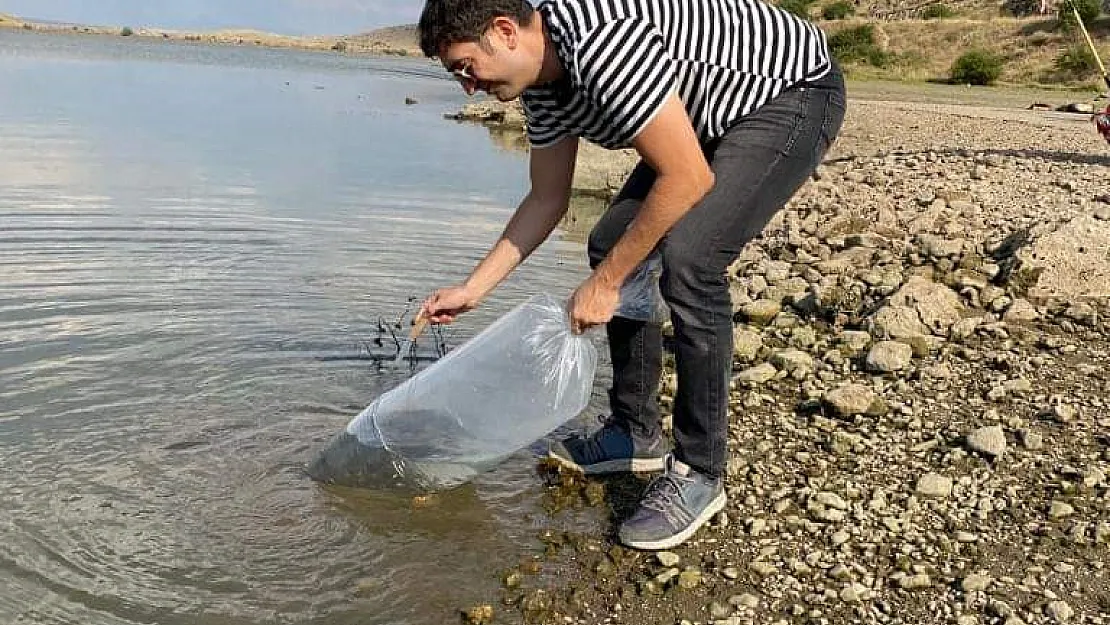 Şuhut'ta göletlere 115 bin yavru sazan balığı bırakıldı