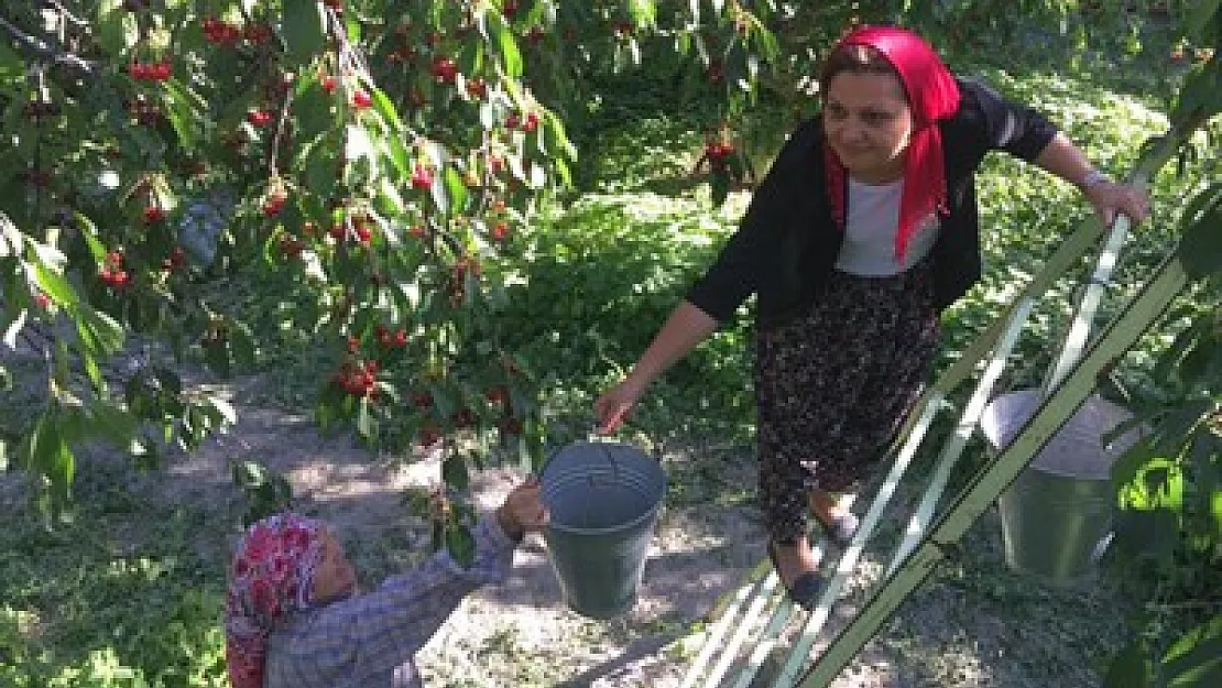 'Sultandağı Kirazı için bölgesel işaretleme şart'