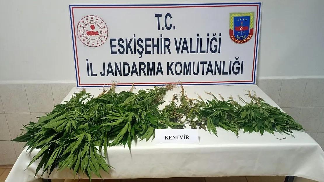 Şüpheli şahısların ev ve eklentilerinde 38 kök kenevir bitkisi bulundu