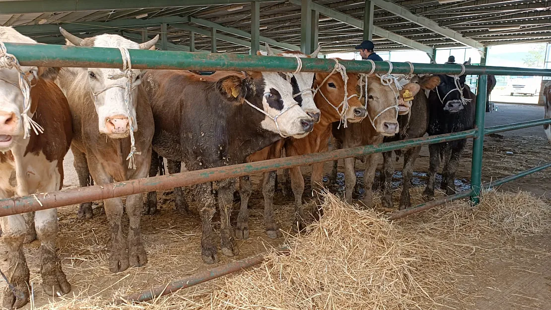 Tavşanlı'da Şap Hastalığına Karşı Sıkı Karantina