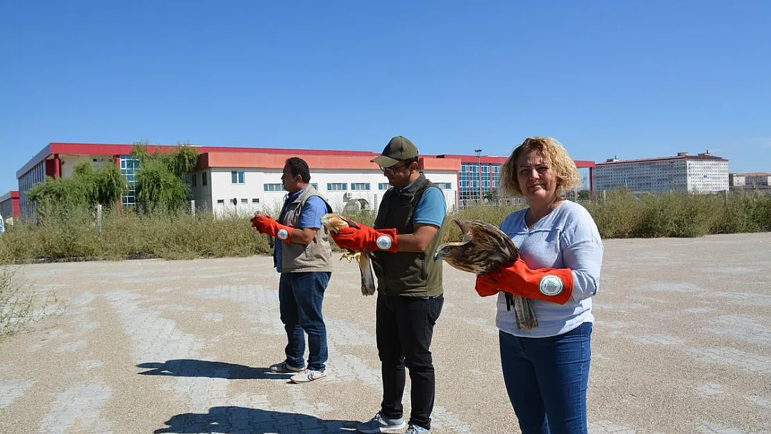 Tedavileri tamamlanan kerkenez ve kızıl şahinler doğaya salındı