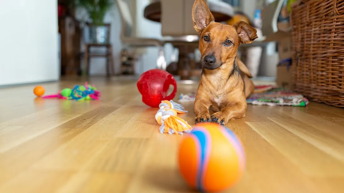 Tehlikeli Köpek Oyuncaklarına Dikkat!