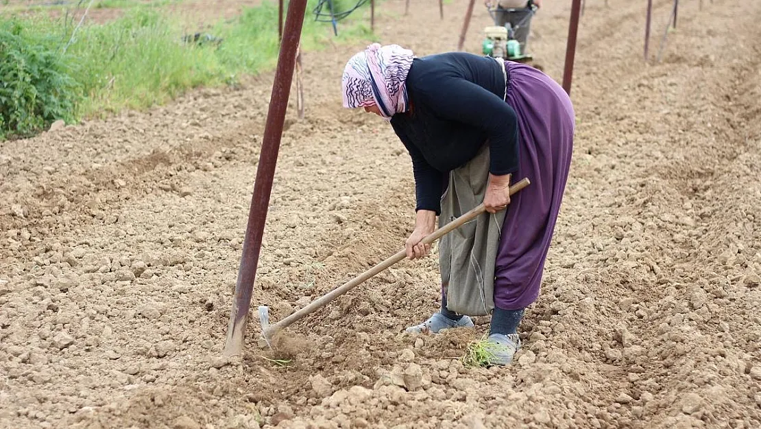 Tescilli Pazaryeri boncuk fasulyesi tohumları toprakla buluşmaya başladı