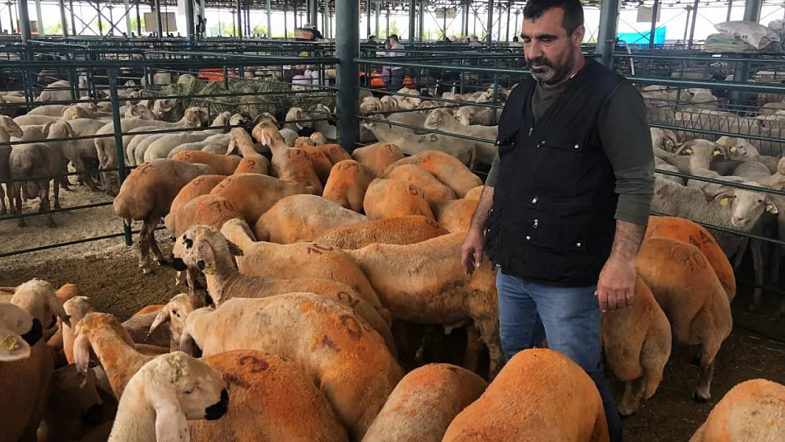 Turuncu renkli Sivas Kangal kuzuları hem renkleri hem de lezzetleriyle dikkat çekiyor