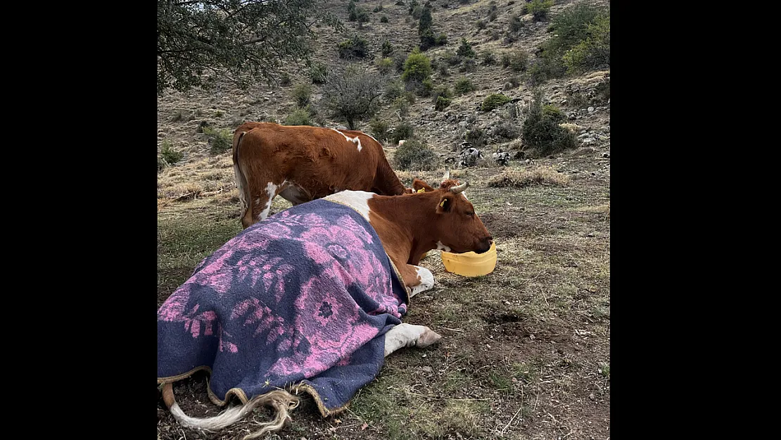 Uçurumdan Düşen İnek İçin 2 Gün Süren Kurtarma Operasyonu