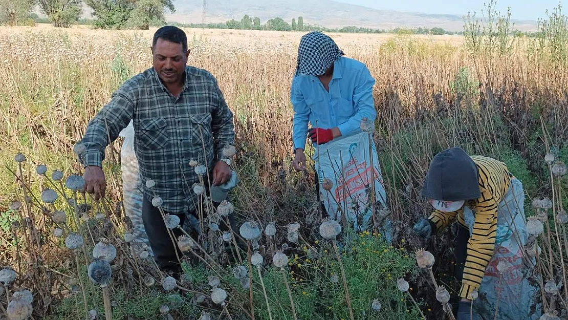 Urfa’dan Afyon’a yevmiyesi 460 TL’ye geliyorlar