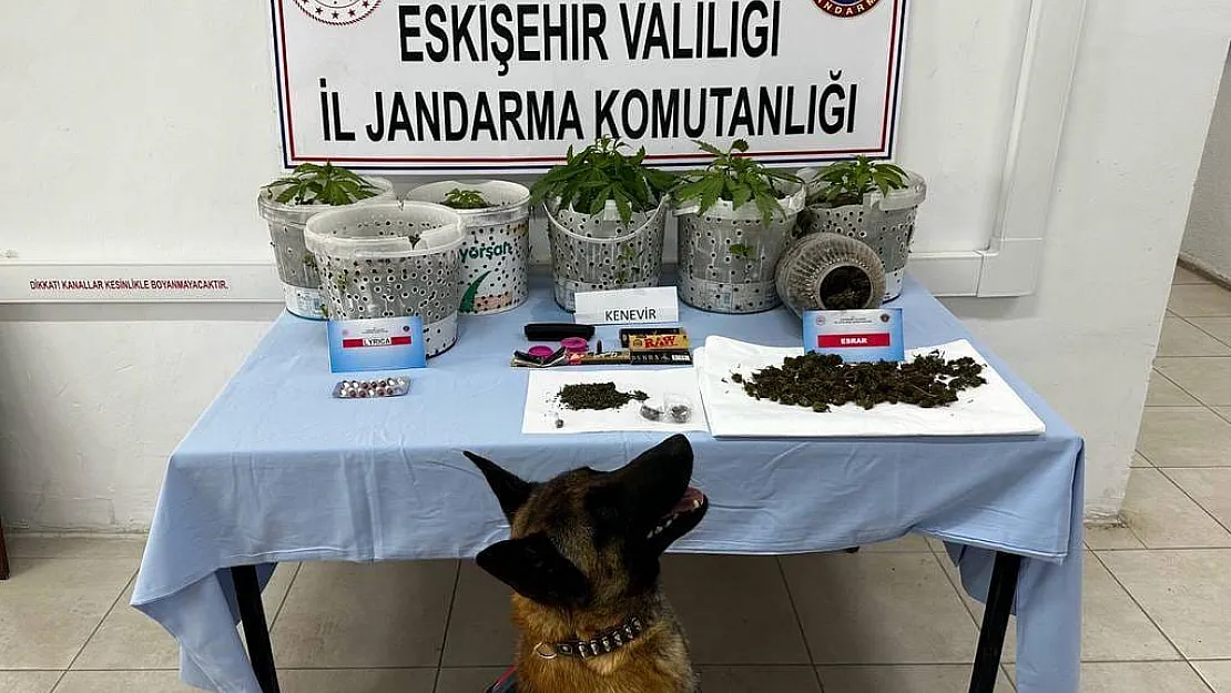 Uyuşturucu madde yetiştiren şahıslar Jandarma köpeği Akça'dan kaçamadı