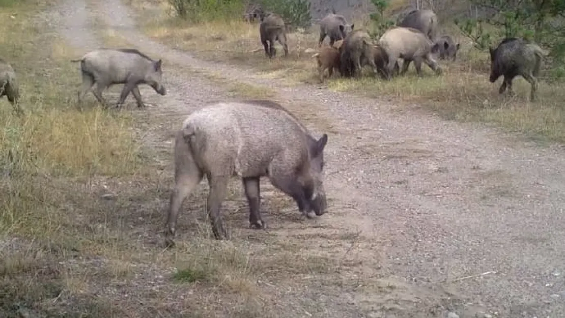 Vahşi hayvanlar sakinlikleri ile dikkat çekti