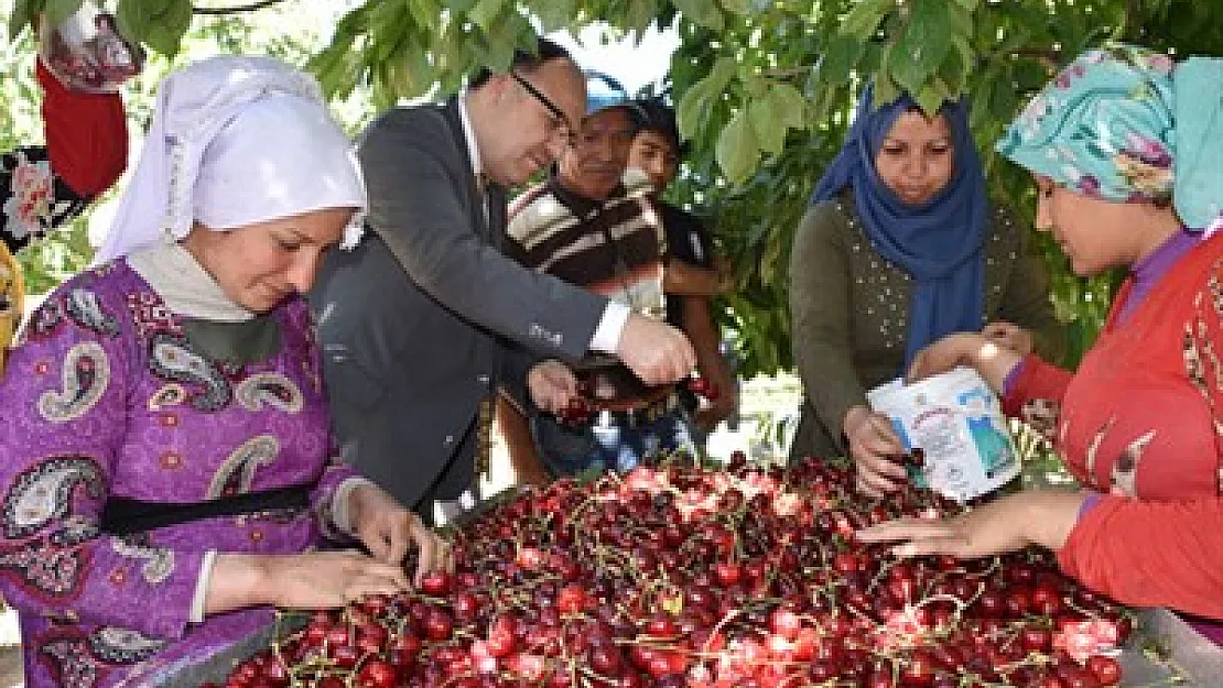 Vali Tutulmaz, kiraz hasadını yerinde inceledi