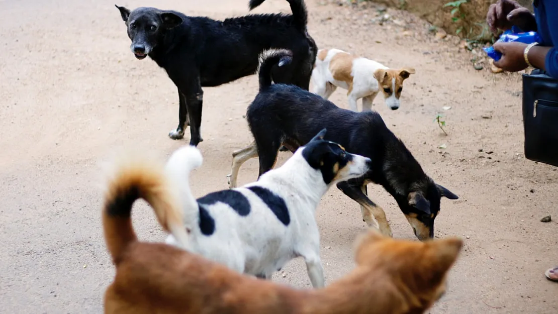 Vali Yiğitbaşı'ndan Sokak Köpekleri Talimatı