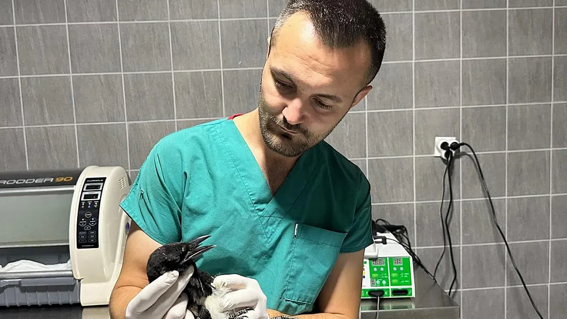 Yaralı Saksağan Kuşu Tedavi Altına Alındı