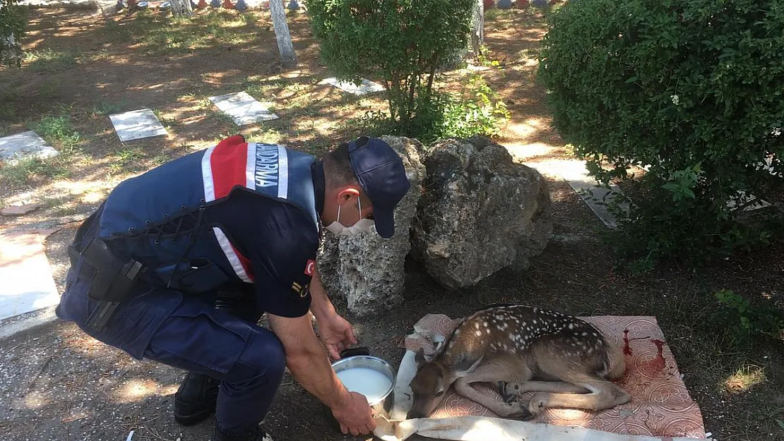 Yaralı yavru geyiği jandarma kurtardı