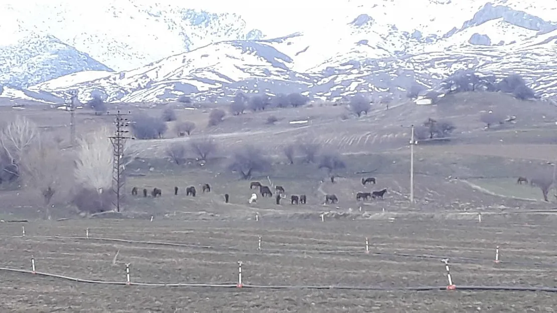 Yem bulmakta zorlanan yılkı atları ovaya indi