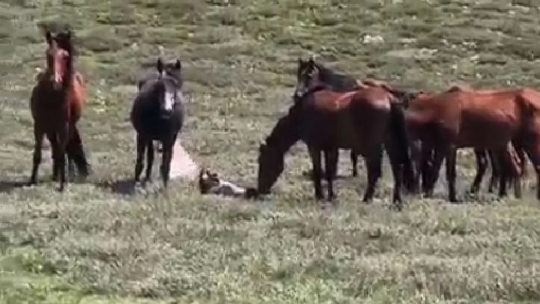 Yılkı atının doğum anı saniye saniye görüntülendi