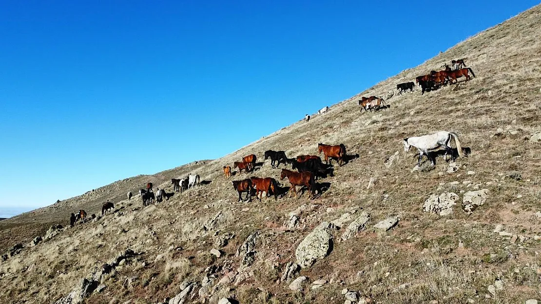 Yılkı atlarının havadan çekilen görüntüsü görenleri mest etti