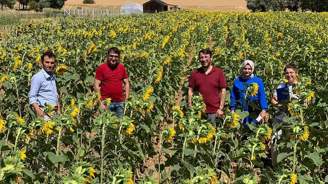 Yüzde 75 hibe ile dağıtılan ayçiçek tohumları çiçek açtı