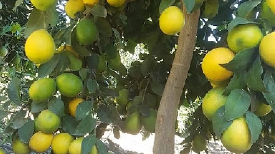 Zagara Limon Nedir?