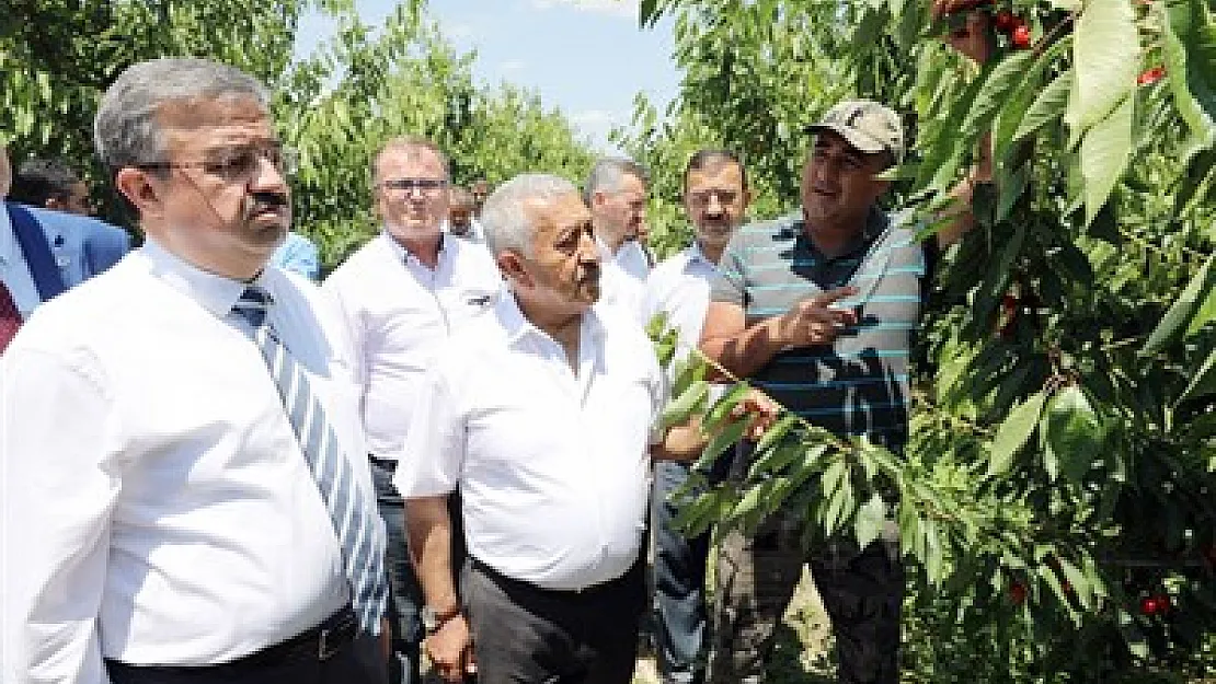 Zeybek, Çin'e ihracat edilen kirazları dalından topladı