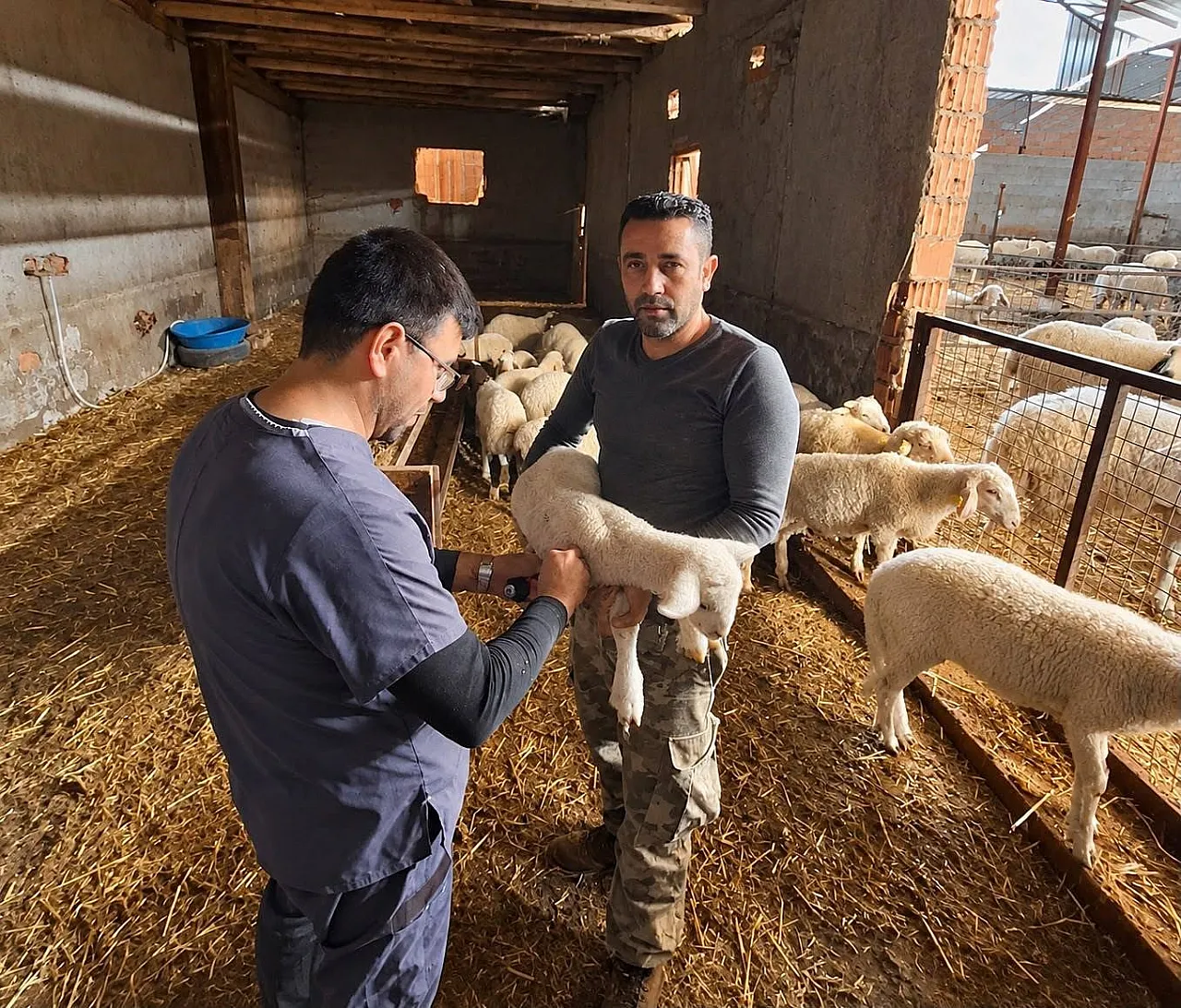 Küçükbaş Hayvanlara Yönelik Aşılama Çalışmaları Sürüyor