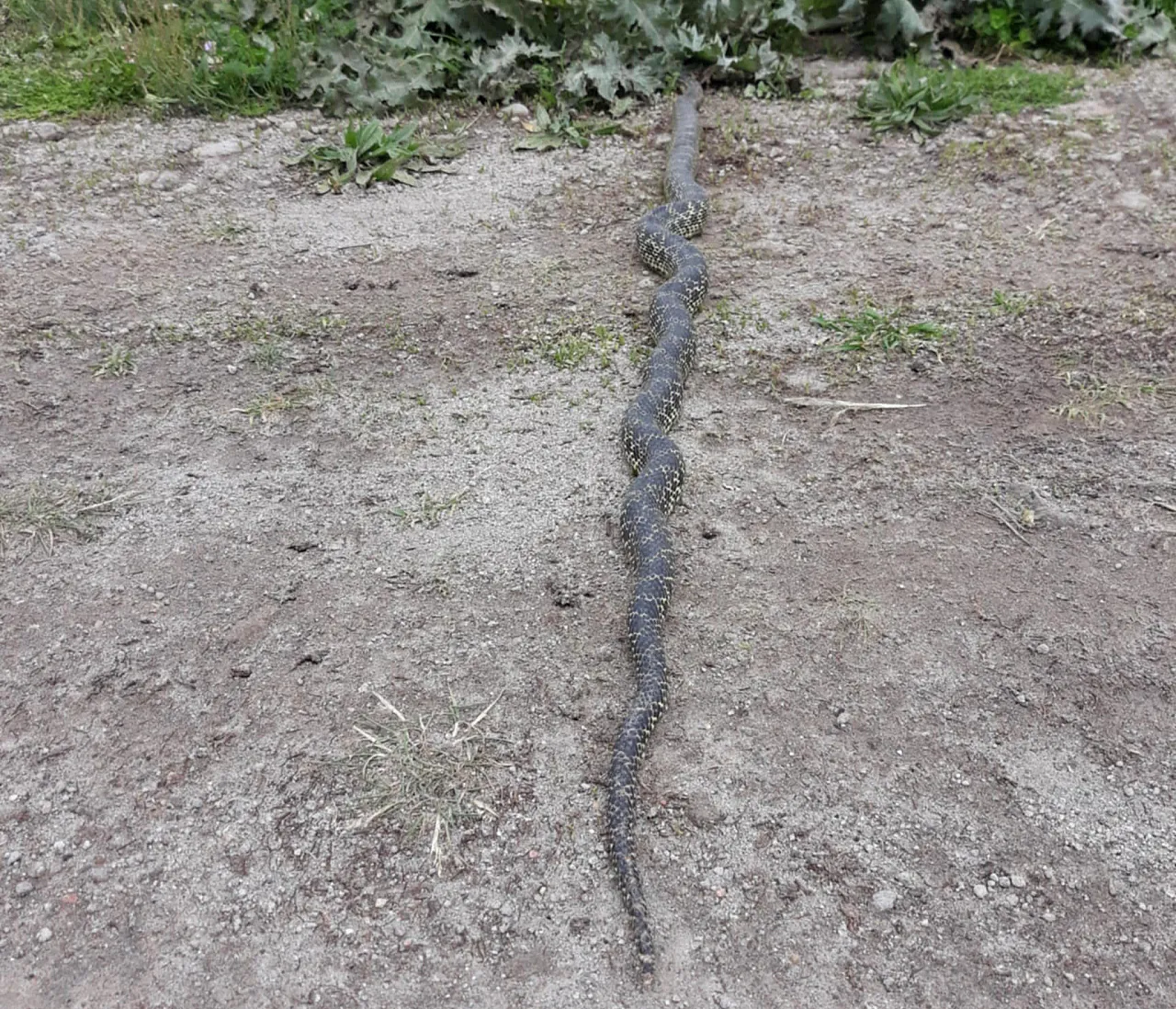 Orta Pınar Yaylası'nda Görülen Engerek Yılanı Merak ve Korkuya Neden Oldu