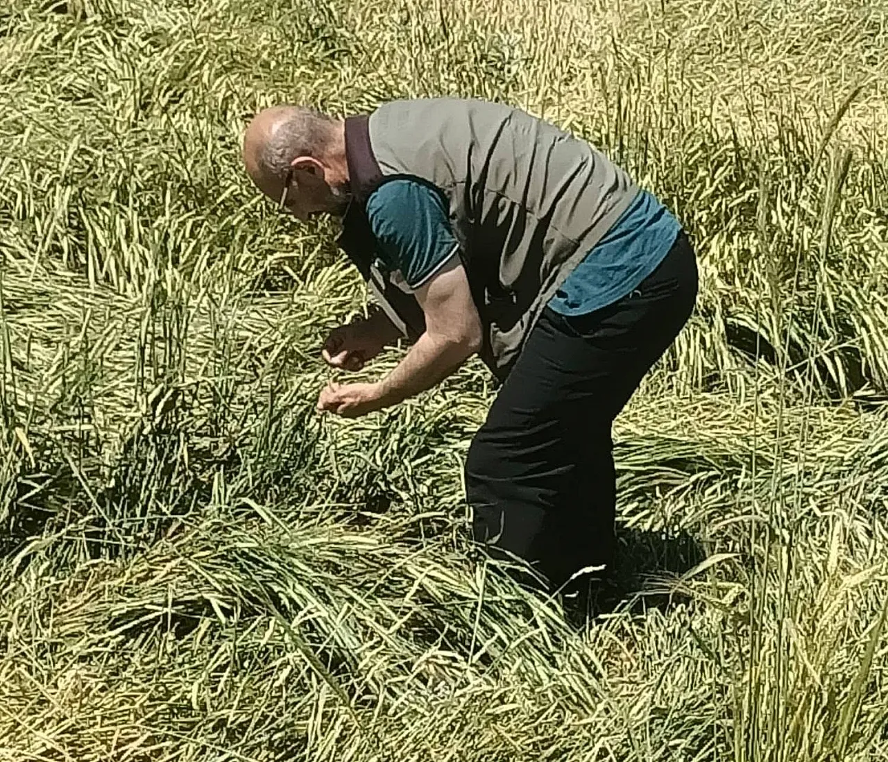 Afyonkarahisar'da Dolu Hasarı Tespit Çalışmaları Sürüyor