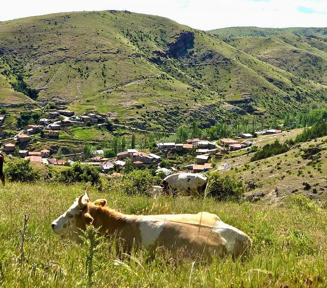 Afyonkarahisar'da Kırsal Kalkınma Projesi Sahada İncelendi