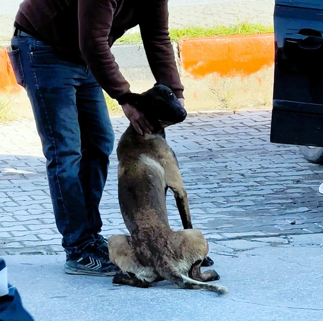 Afyon'da Dehşete Düşüren Köpek Saldırısı
