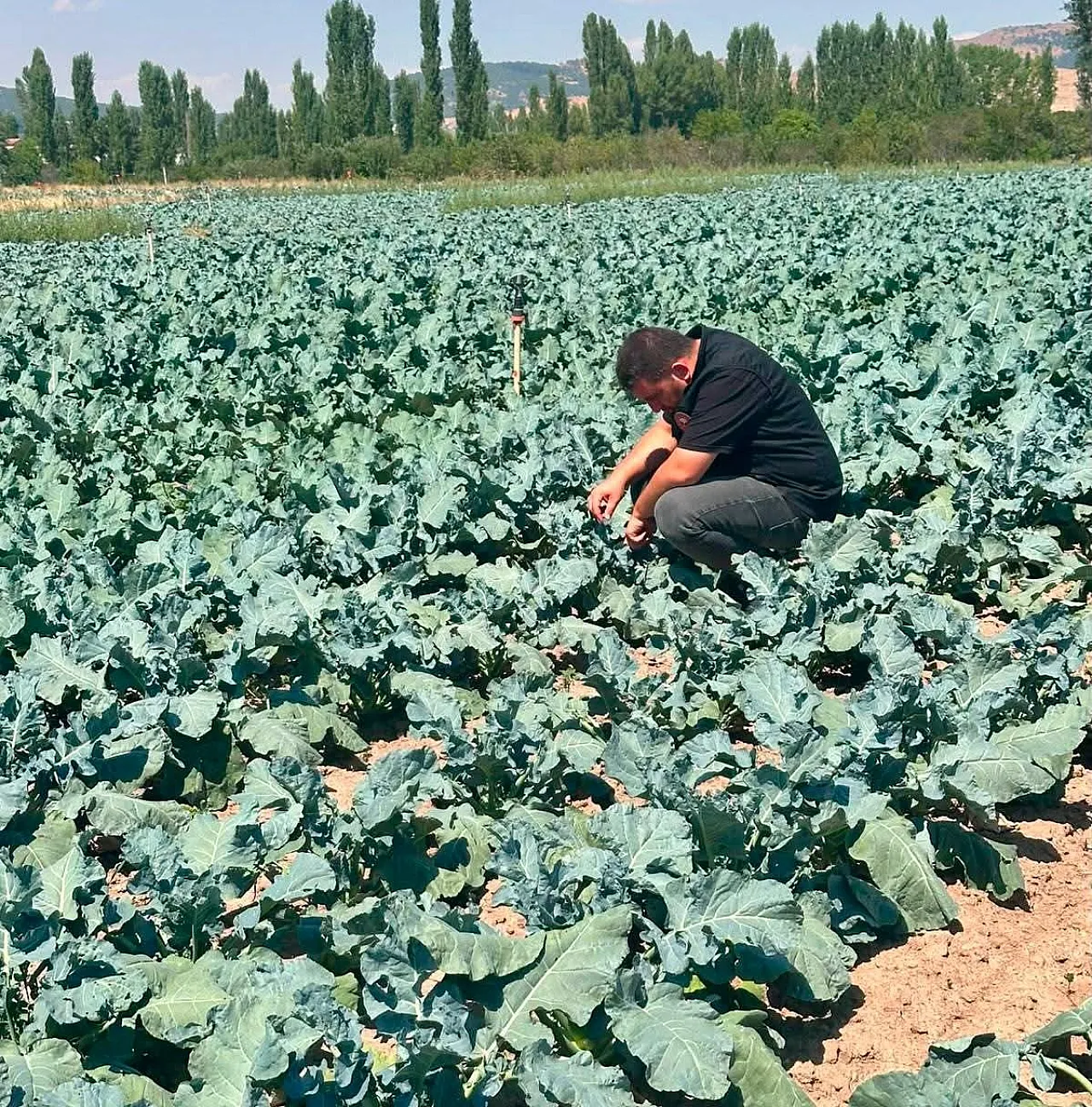 Sinanpaşa'da Brokoli Üretim Alanlarında Tarla Kontrolleri Gerçekleştirildi