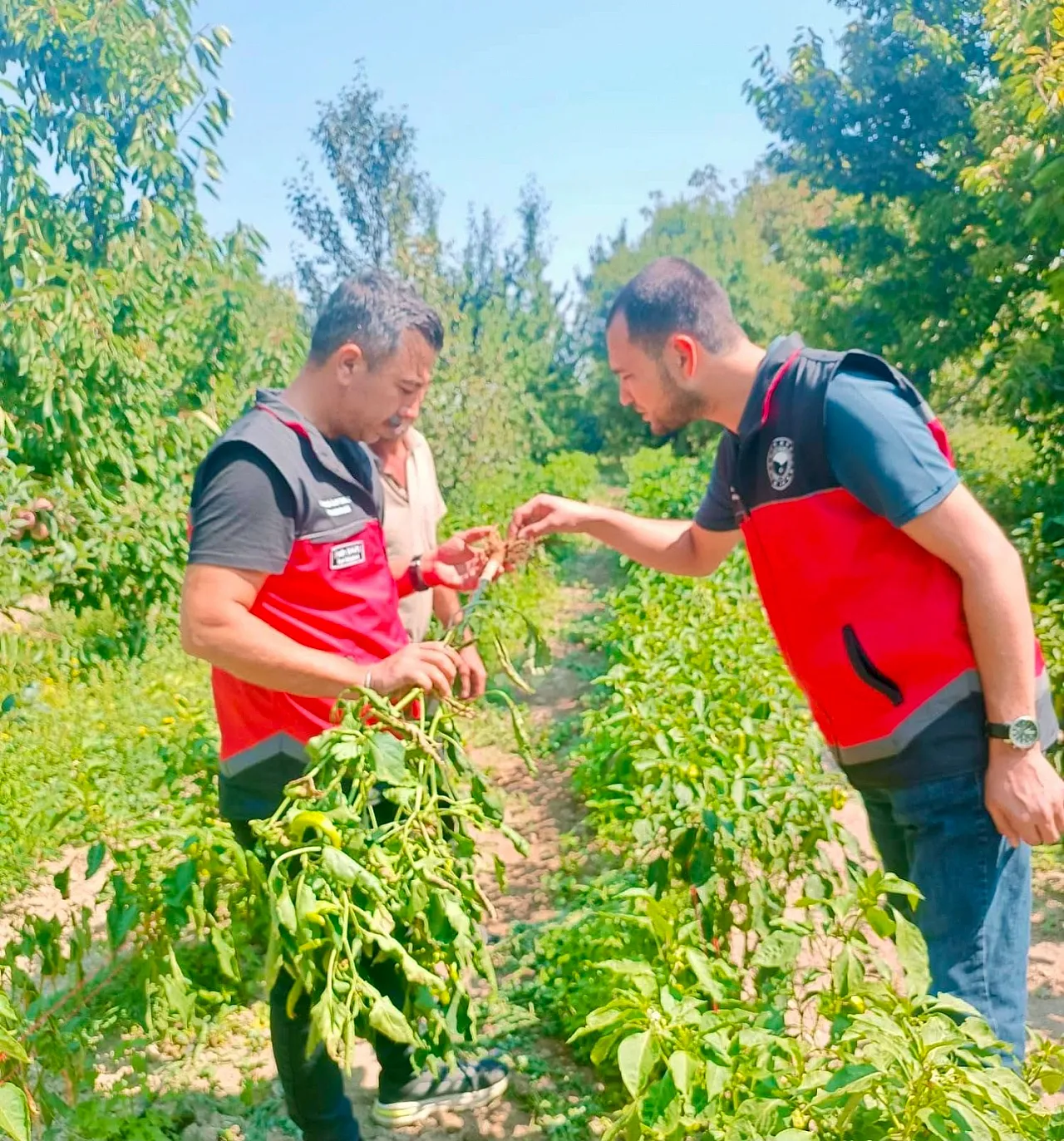 Başmakçı ve Sultandağı'nda Sebze Üretim Alanları Kontrol Ediliyor