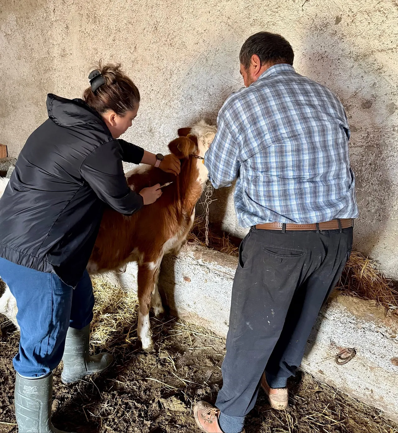 Çay'da Sonbahar Aşılama Kampanyası Sürüyor