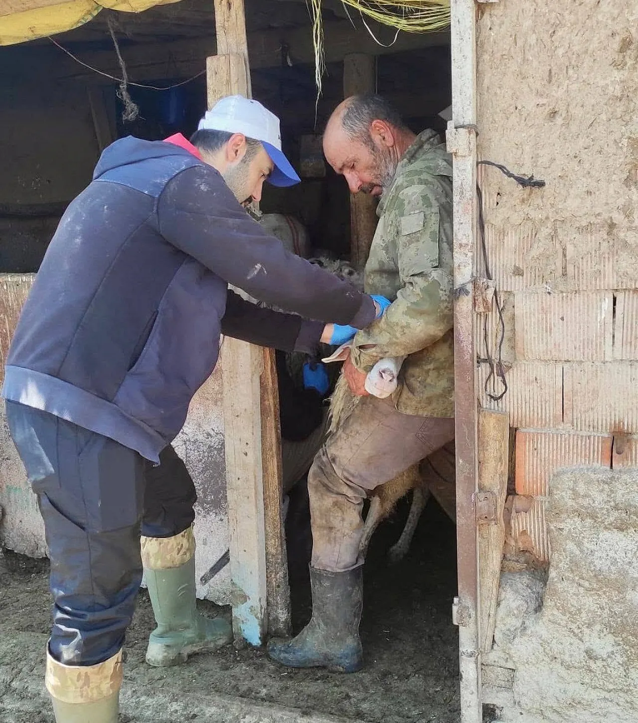 Bolvadin'de Küçükbaşlar Küpelendi, Aşılandı