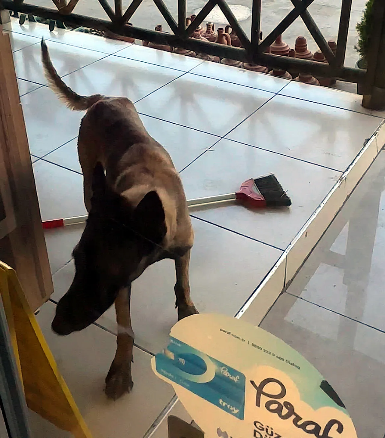Afyon'da Dehşete Düşüren Köpek Saldırısı