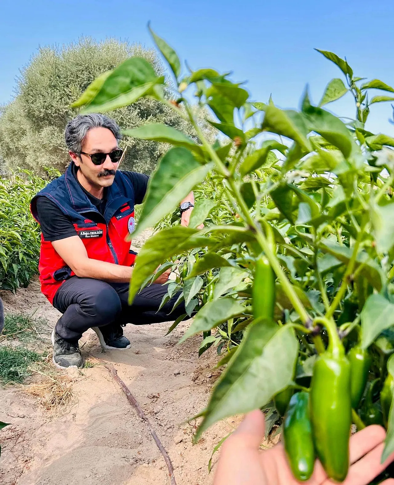 Afyon'da Tarımda Yeni Ürün Hamlesi!