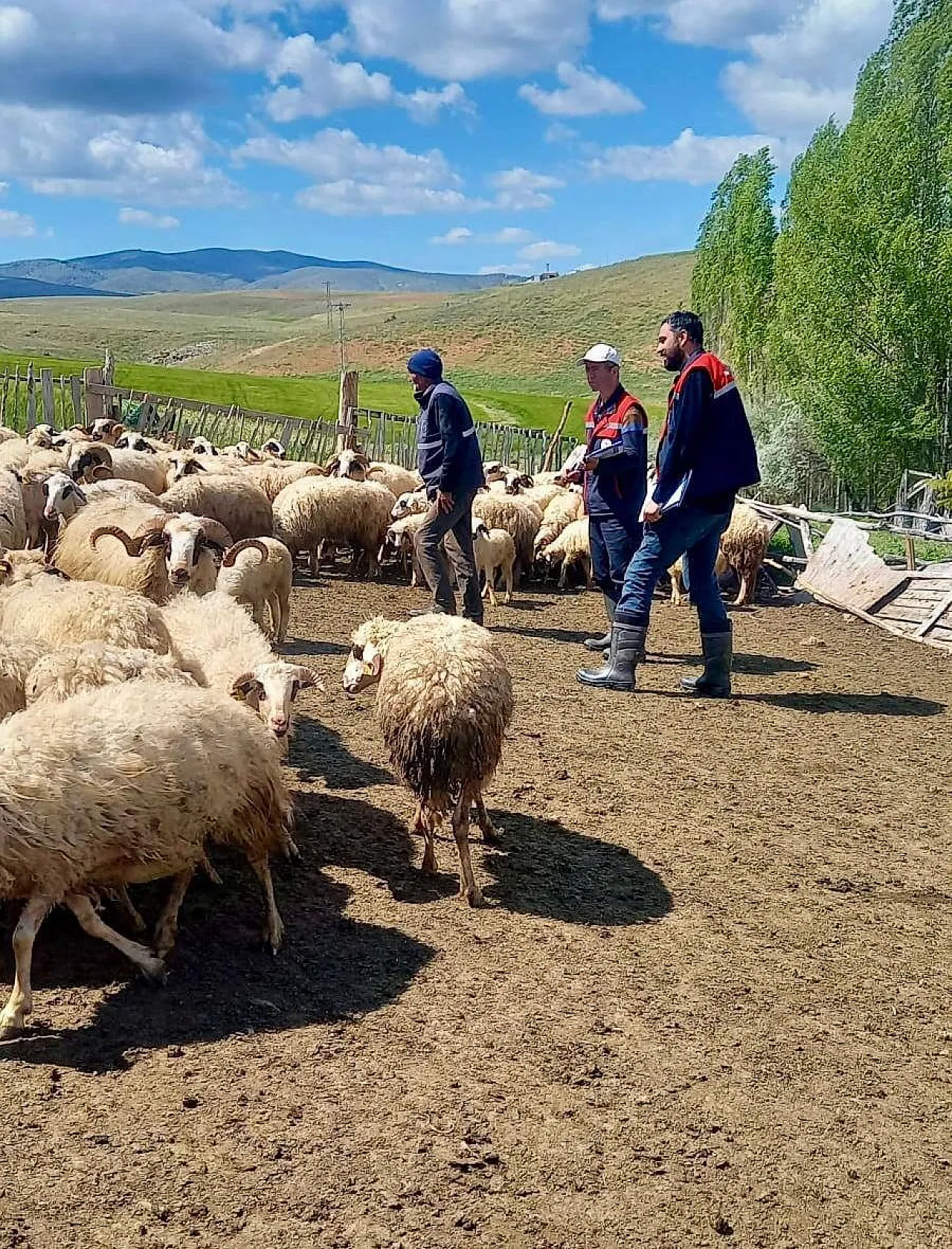 Dağlıç Koyunu Projesinde Doğan Kuzular Belirleniyor