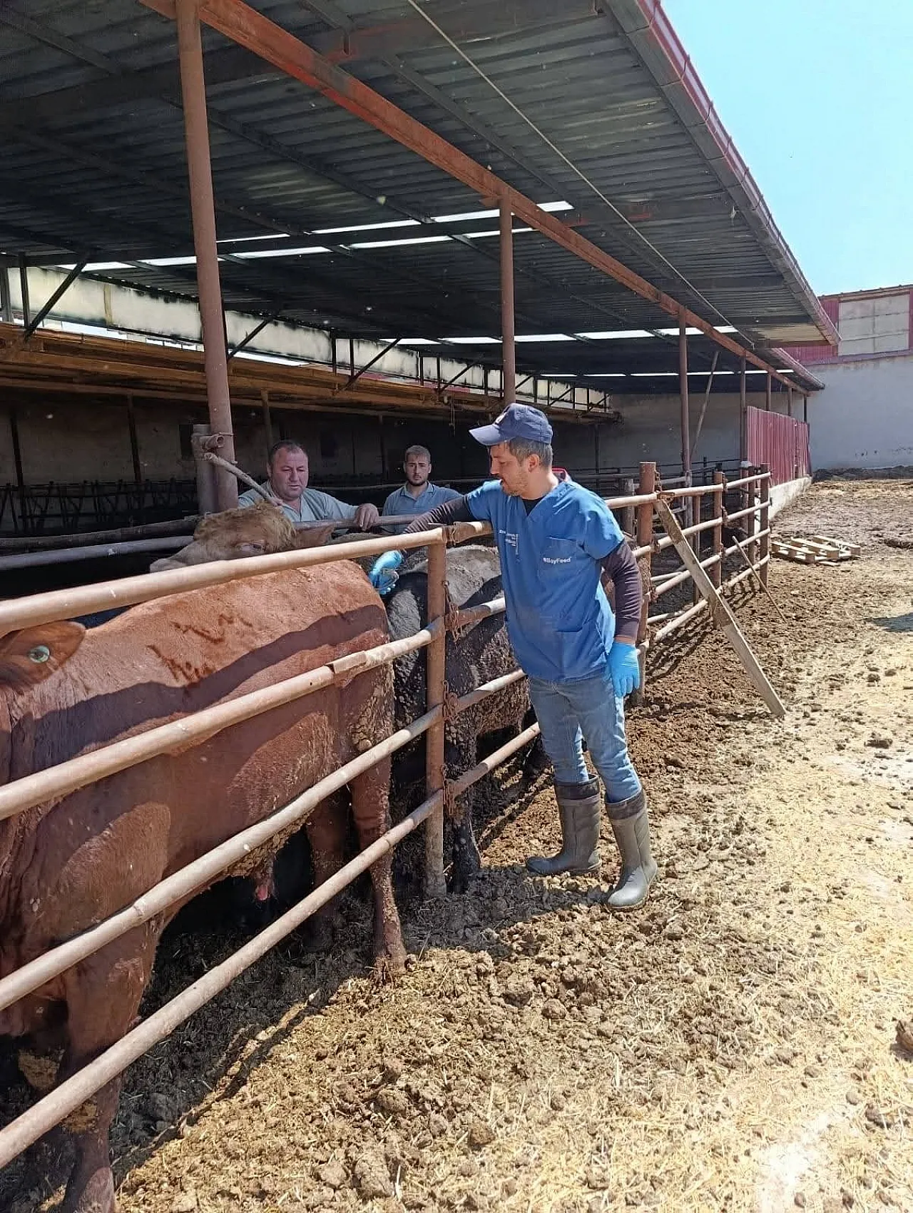 İthal Besi Hayvanlara Yönelik Denetim Yapıldı