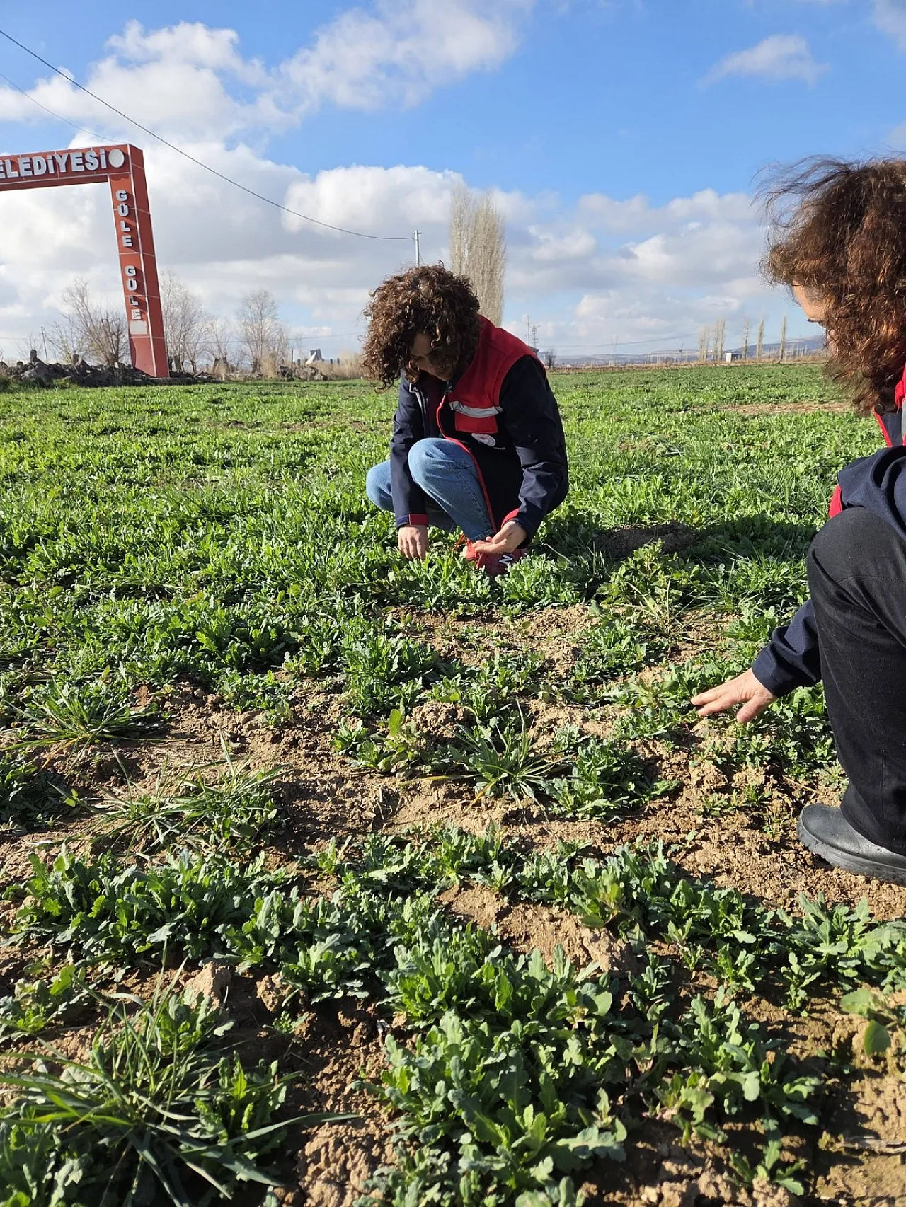 Haşhaş Üretiminde Türkiye'nin Lideri Afyon'da Haşhaş Tarlaları İncelendi