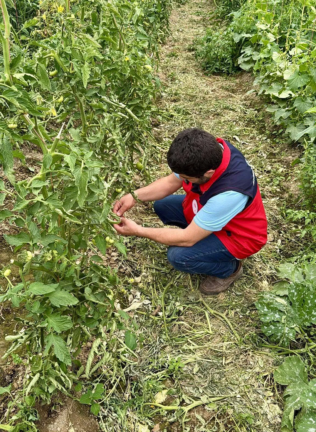 Çay'da Planlı Üretim Yapılan Araziler Kontrol Ediliyor