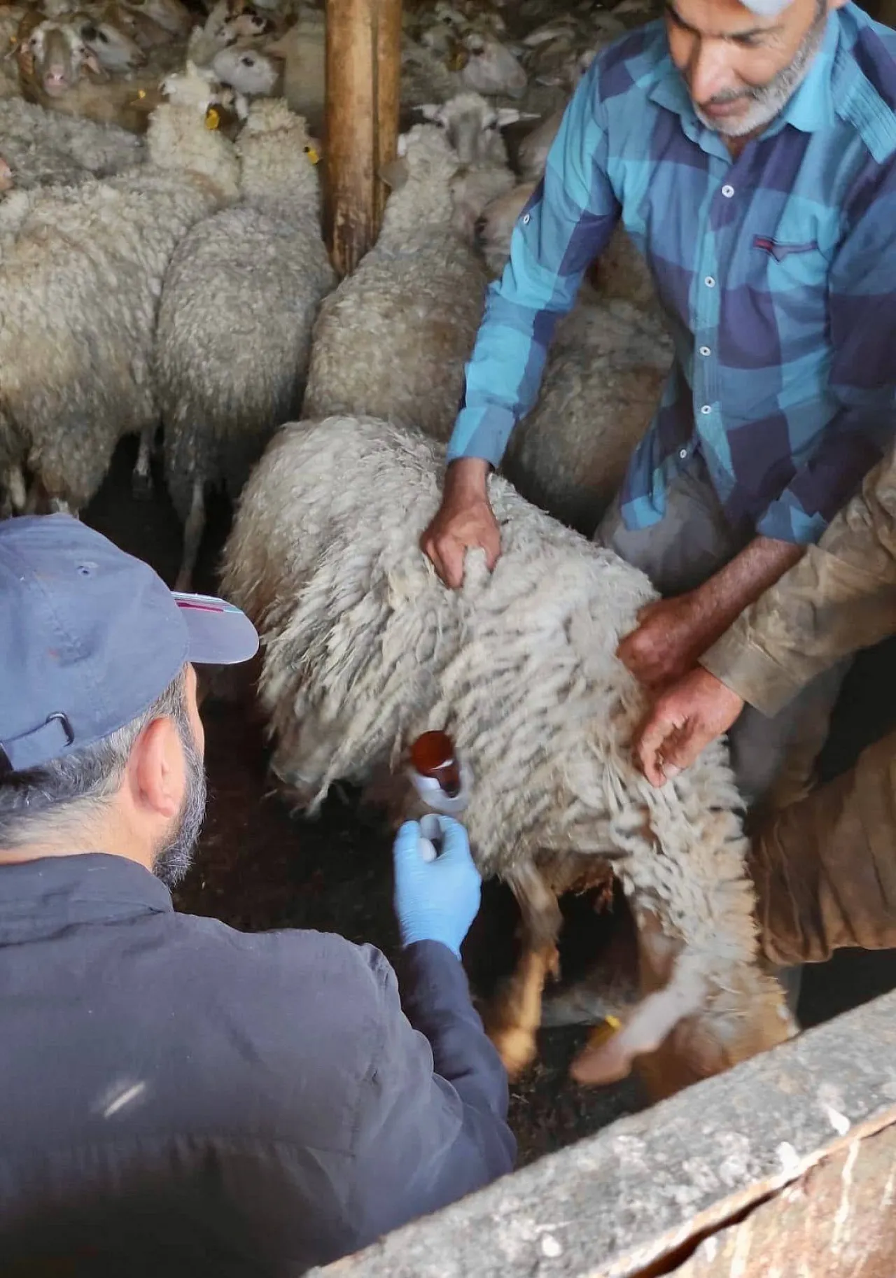 Bolvadin'de Küçükbaşlar Küpelendi, Aşılandı