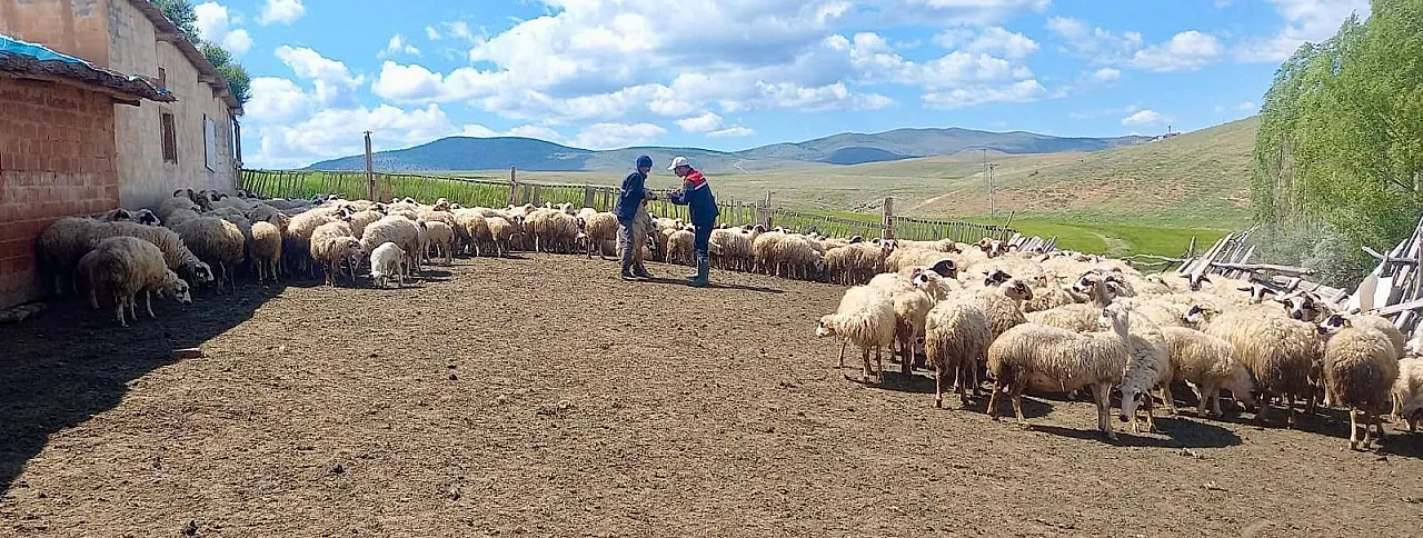 Dağlıç Koyunu Projesinde Doğan Kuzular Belirleniyor