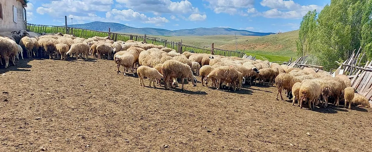 Dağlıç Koyunu Projesinde Doğan Kuzular Belirleniyor