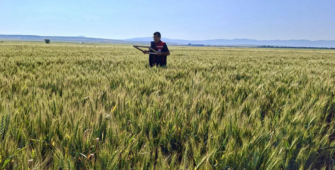 Bolvadin Ve Dazkırı'da Zararlı-Süne Kontrolleri Yapıldı